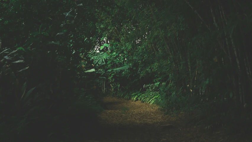 an image of a wooded path that is lit by lights