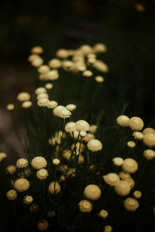 a field full of yellow and white flowers