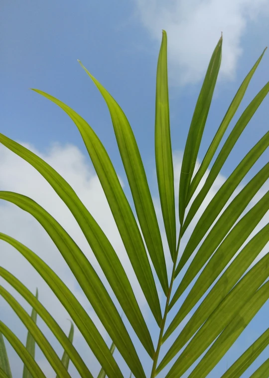 the underside of a large green leafy tree