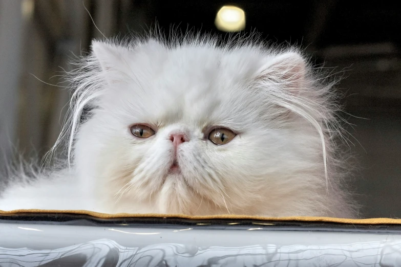 a white kitten looking over the edge of a cat bed