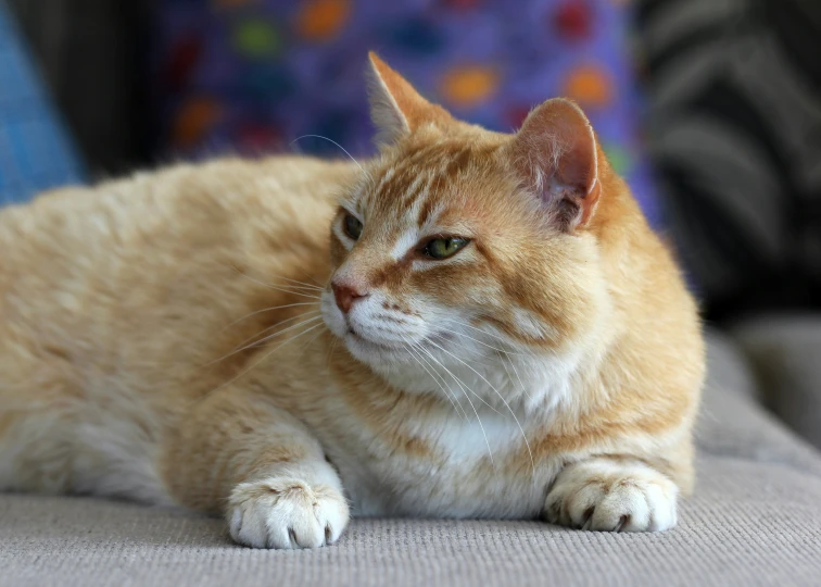 an orange and white cat sitting on top of a gray sofa