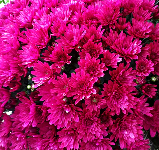 a bushel of pink flowers growing on the top