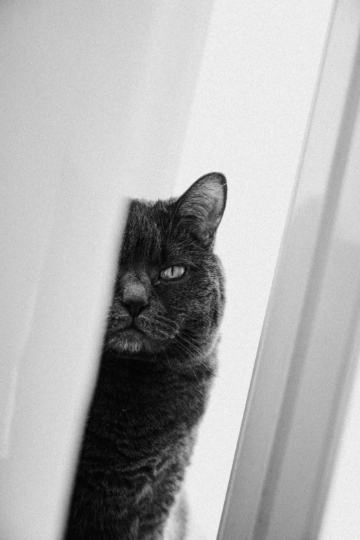 a cat looking out from behind the corner of a door