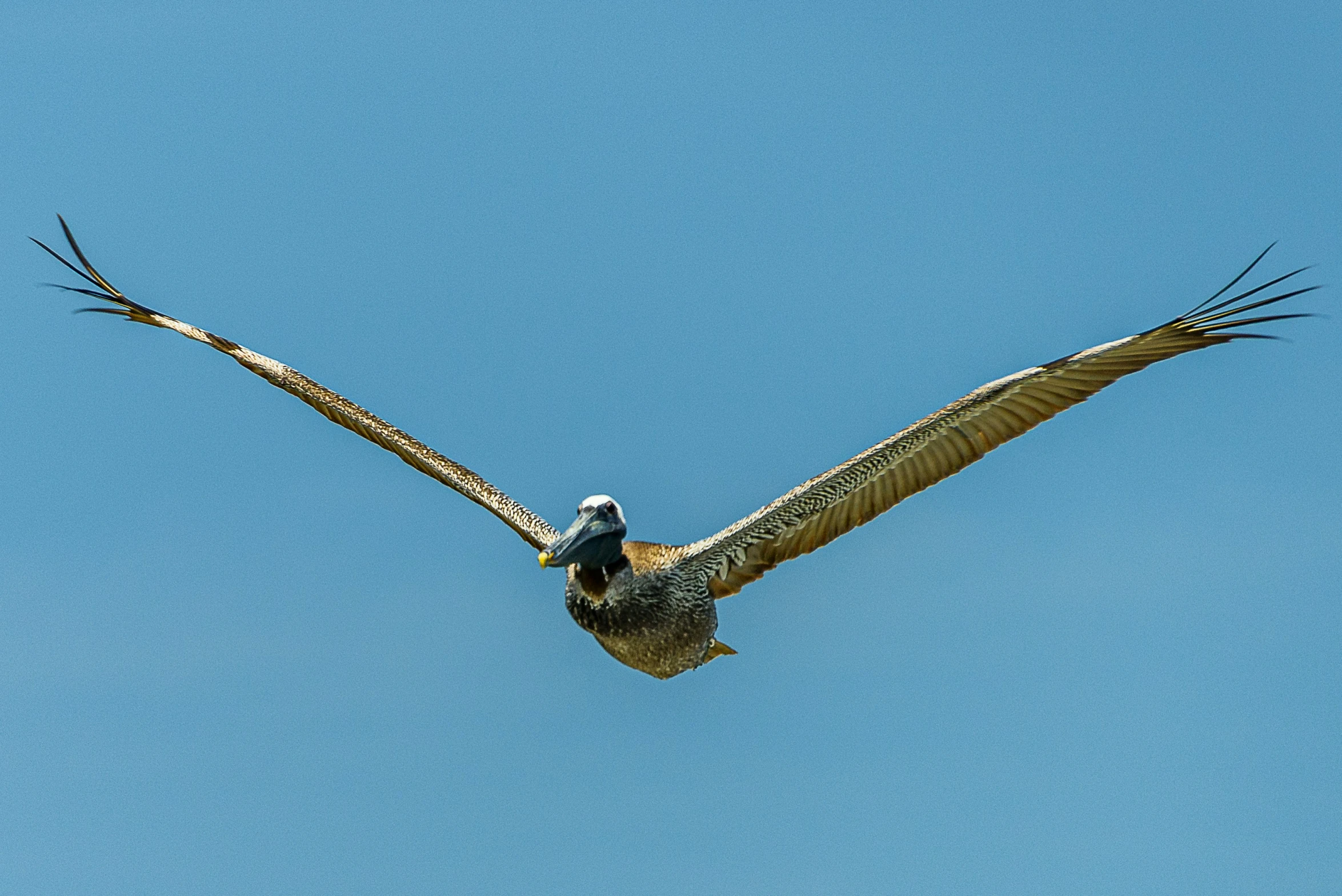 a bird flying in the sky with its wings spread