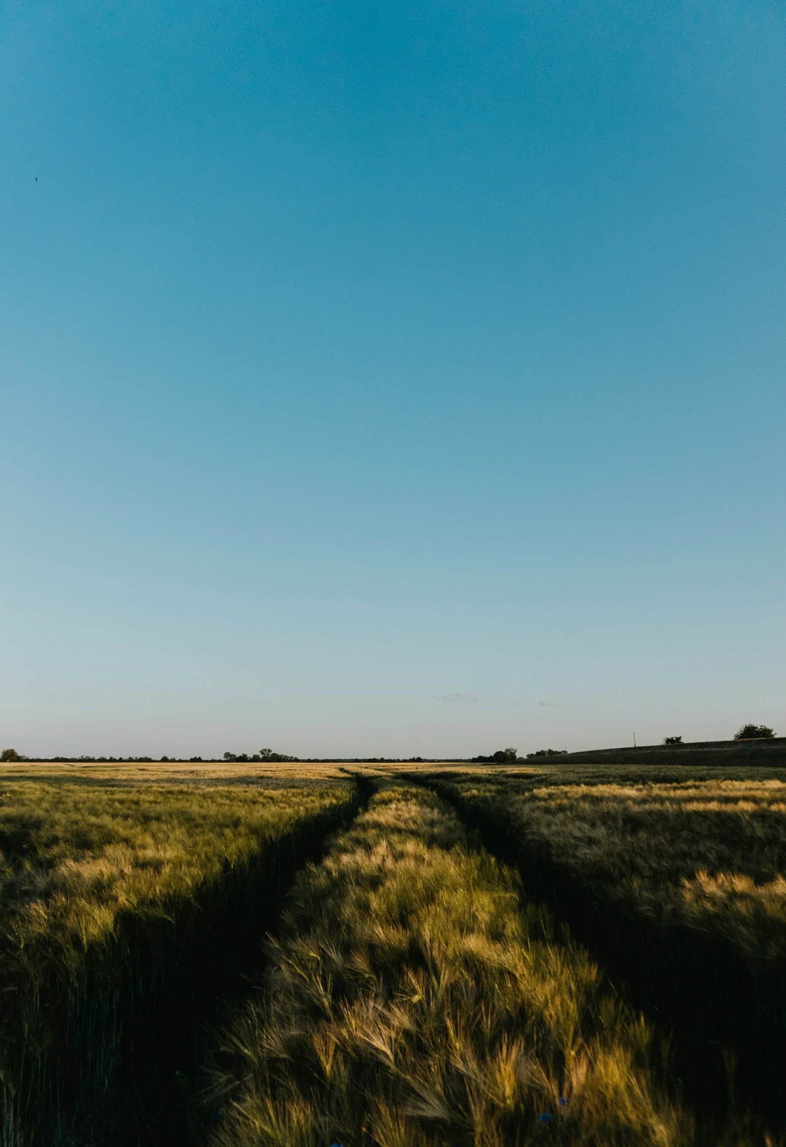 an open field with a single tree and a clear sky