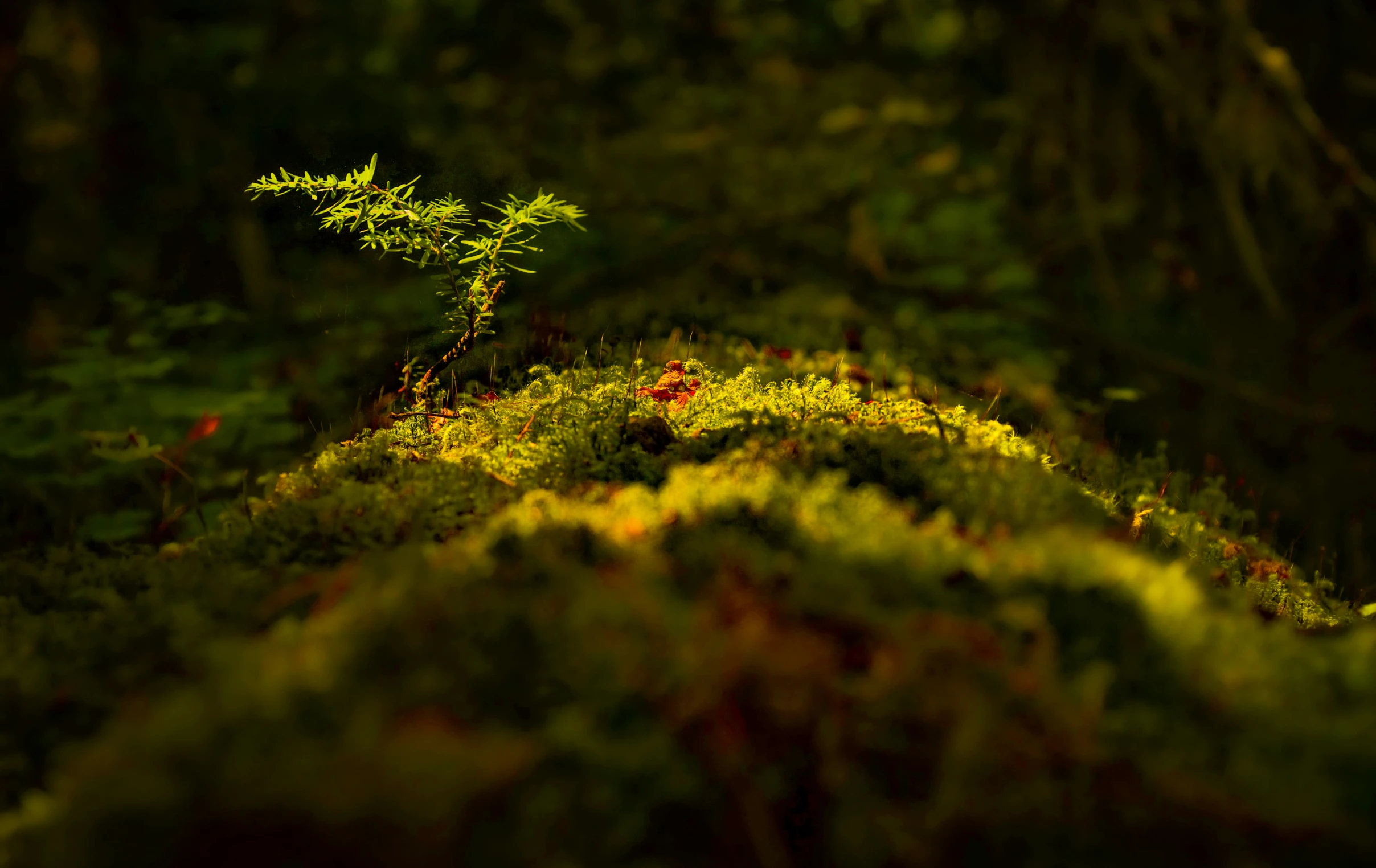 small green tree in the middle of a dark forest