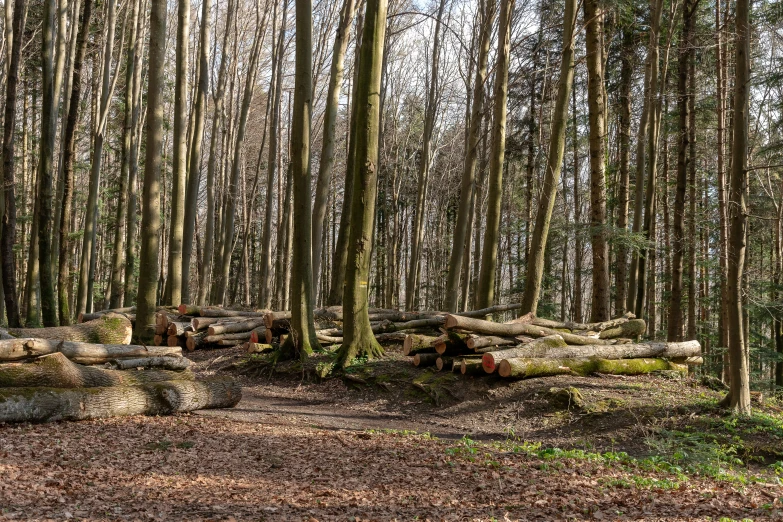 this is a view of a wooded area with wood