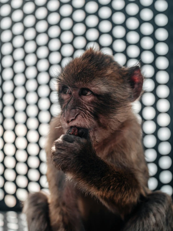 a monkey that is sitting in a room