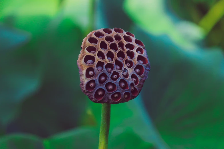 a close up view of a flower bud