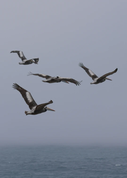 five birds flying through the blue sky with a ocean in the background