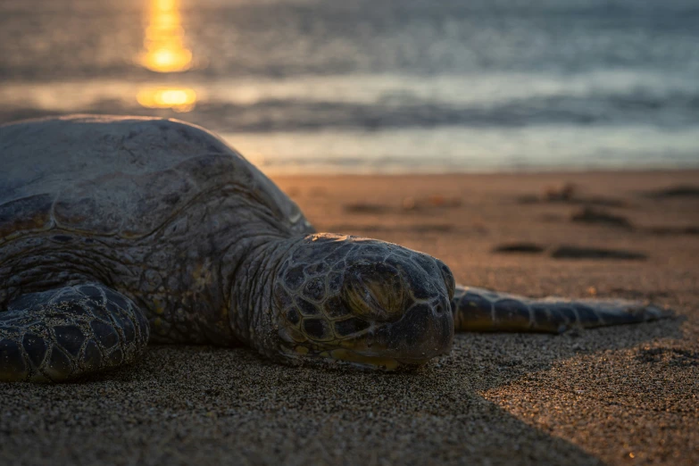 sea turtle on the beach in the sunset