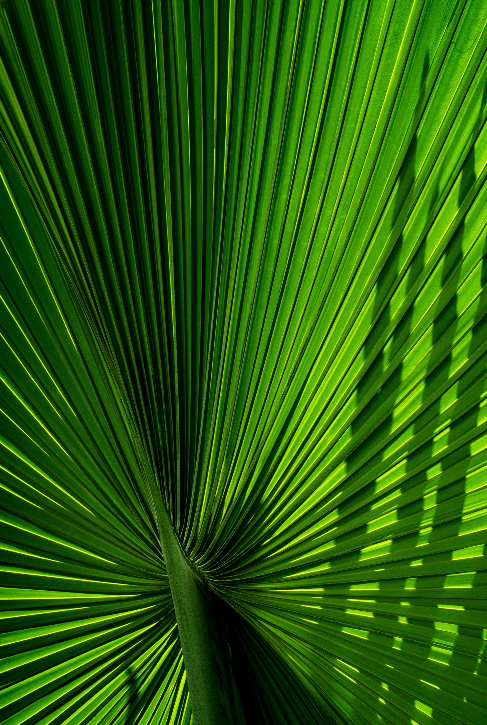 a palm leaf is illuminated by the light of a large sun