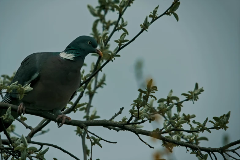a pigeon is perched on the nch of a tree