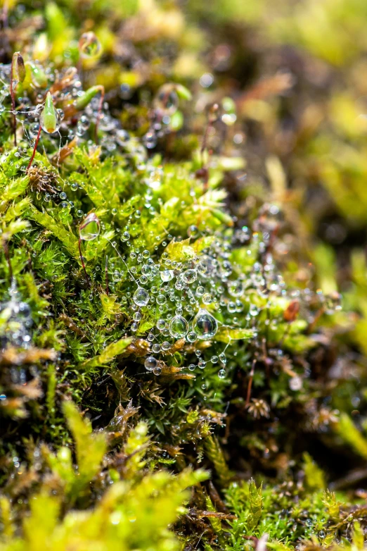 the moss is very thick with little drops on it