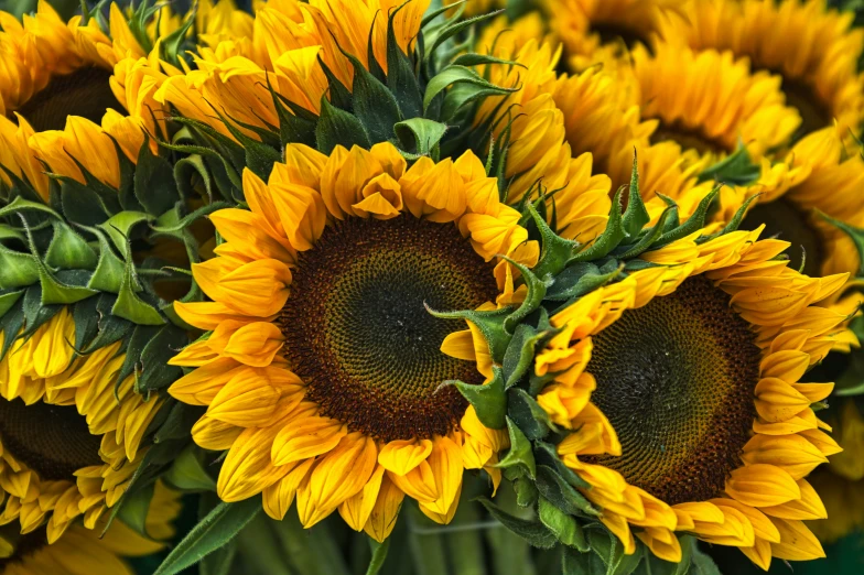 a large group of yellow flowers sit in a field