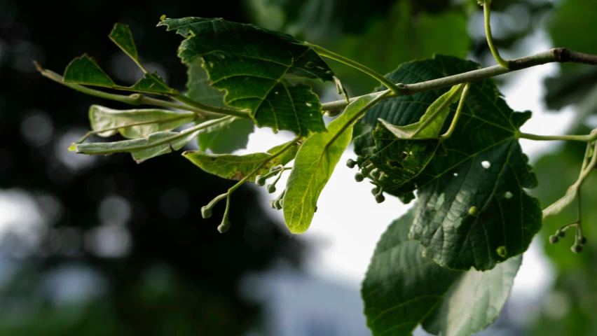 leaves of an unripe tree in the sun