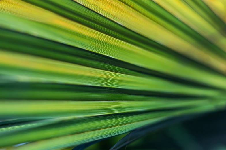 the green leaves are shown from inside