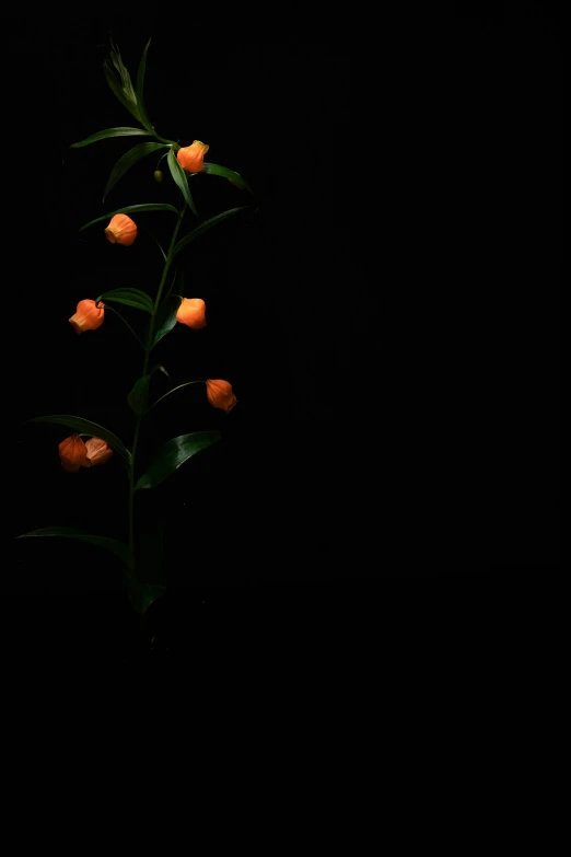 orange flowers in front of a black background