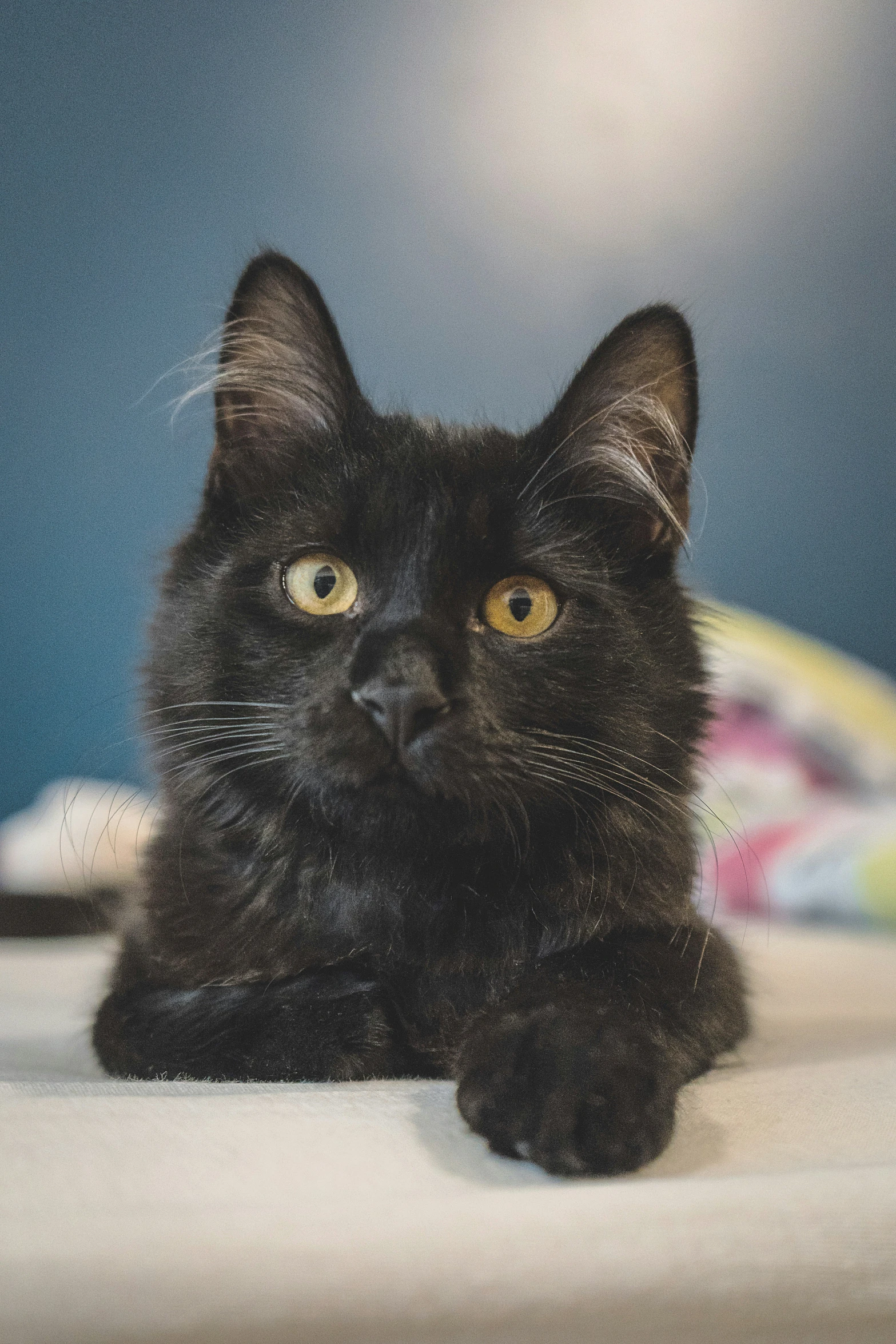 a black cat is laying down on the floor