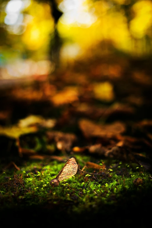 a small moth on green grass in the woods