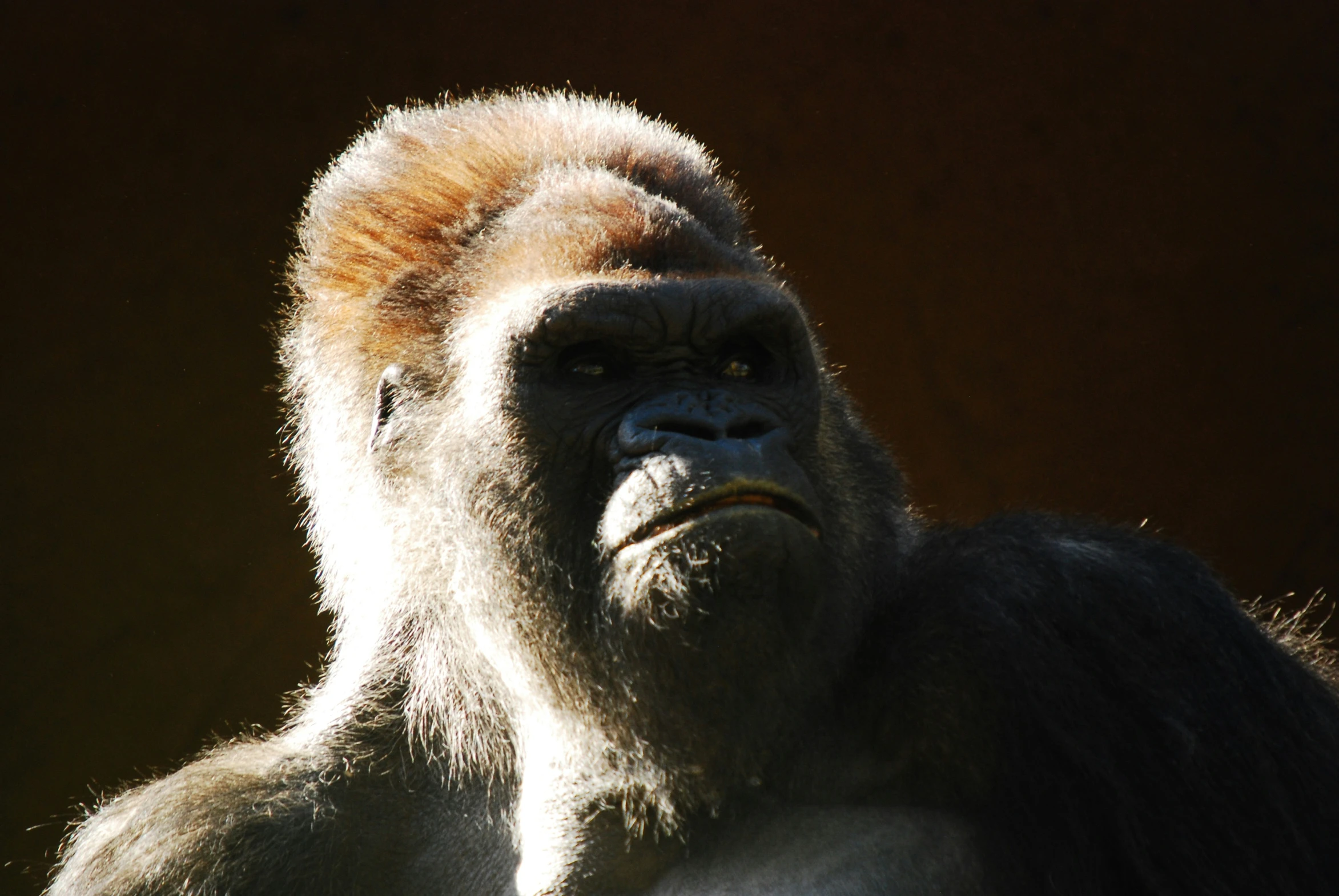 a close - up s of a gorilla's head with the sun shining on him