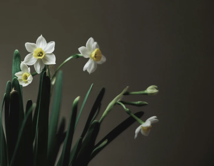 white daffodils are arranged next to each other