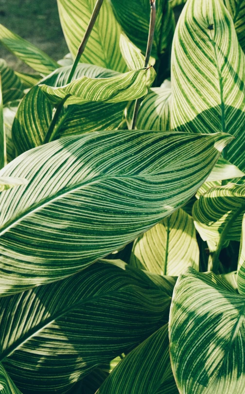 the leaves of the tropical plant are green and brown