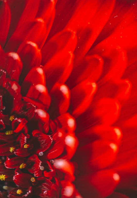 the petals of a red geranina plant with drops of water on it