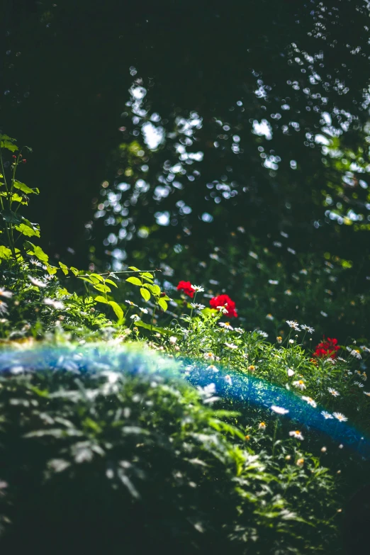 red flowers and leaves in a green field