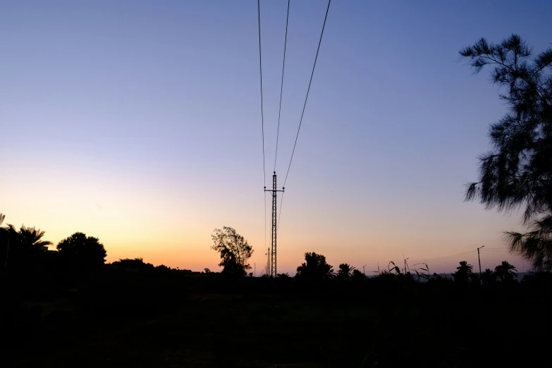 some telephone poles are above trees in the evening