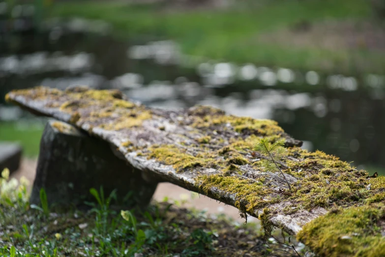 a moss covered bench sitting in the grass