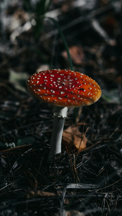 a close - up of a small mushroom sitting in the dirt