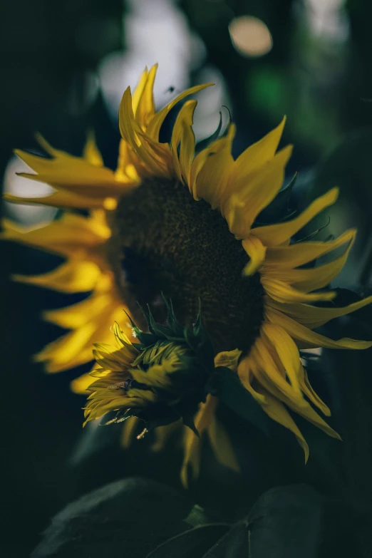 a close up of a bright yellow sunflower