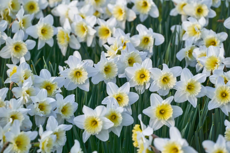 a close up image of white and yellow flowers