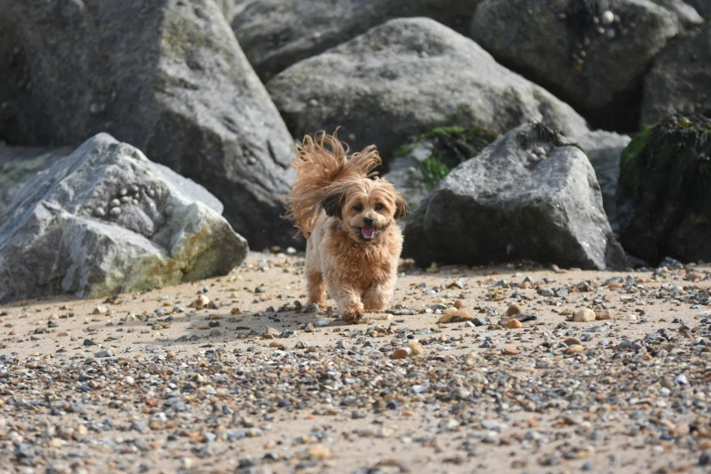 a dog running on top of a beach near rocks