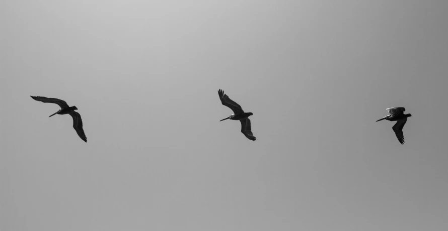 four birds flying across a cloudy sky in black and white