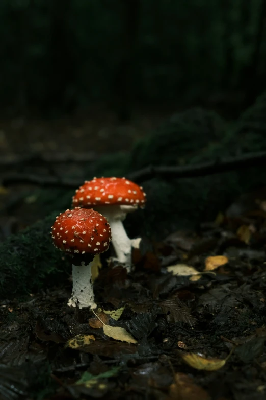 some mushrooms on the ground with a forest behind them