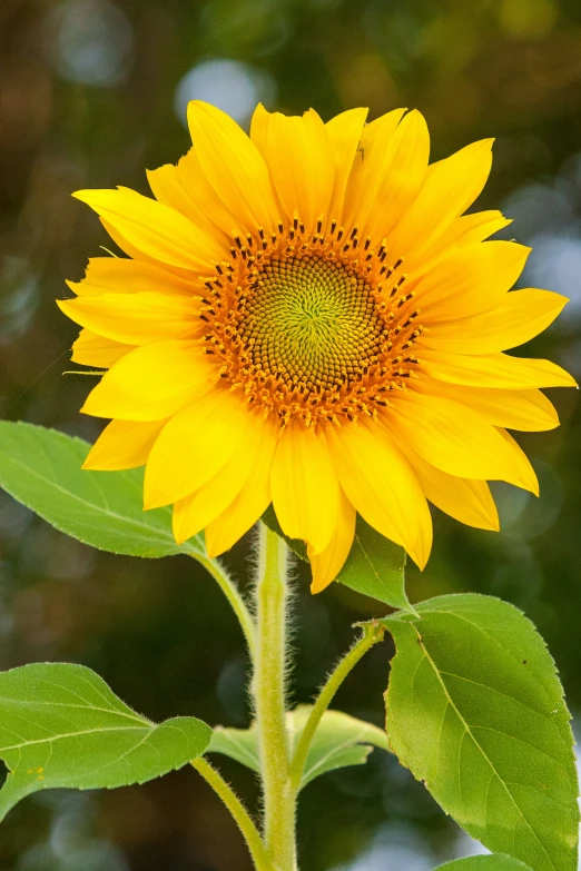 a large yellow sunflower with green leaves in a field