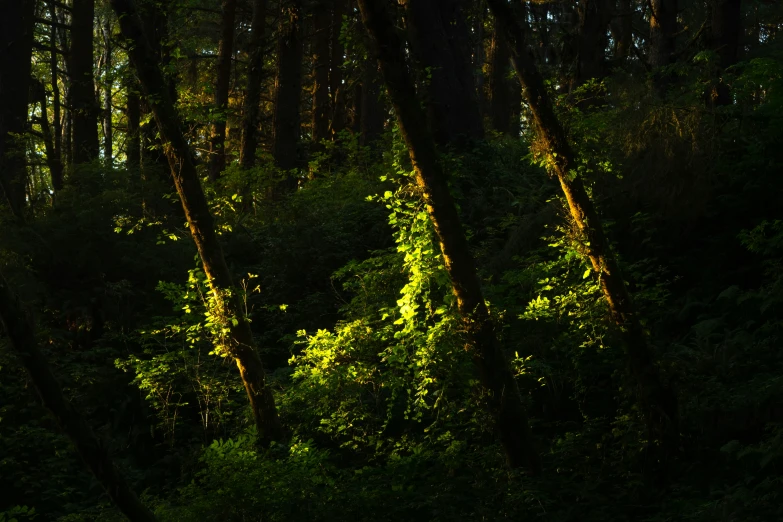 the sunlight is shining through trees in a forest