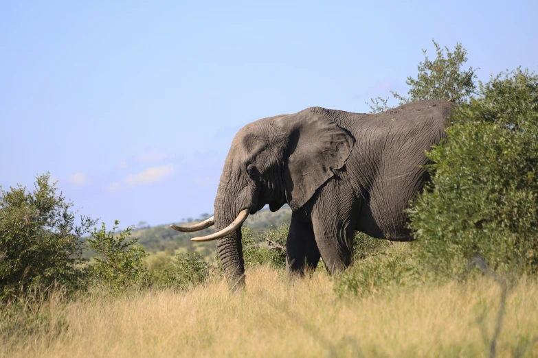 an elephant walks through the wild side of the brush