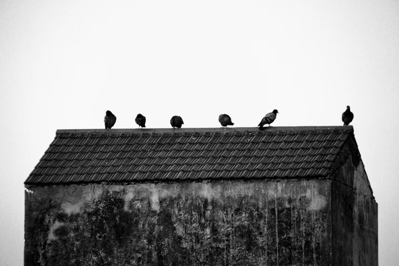 birds sitting on the roof of an old building