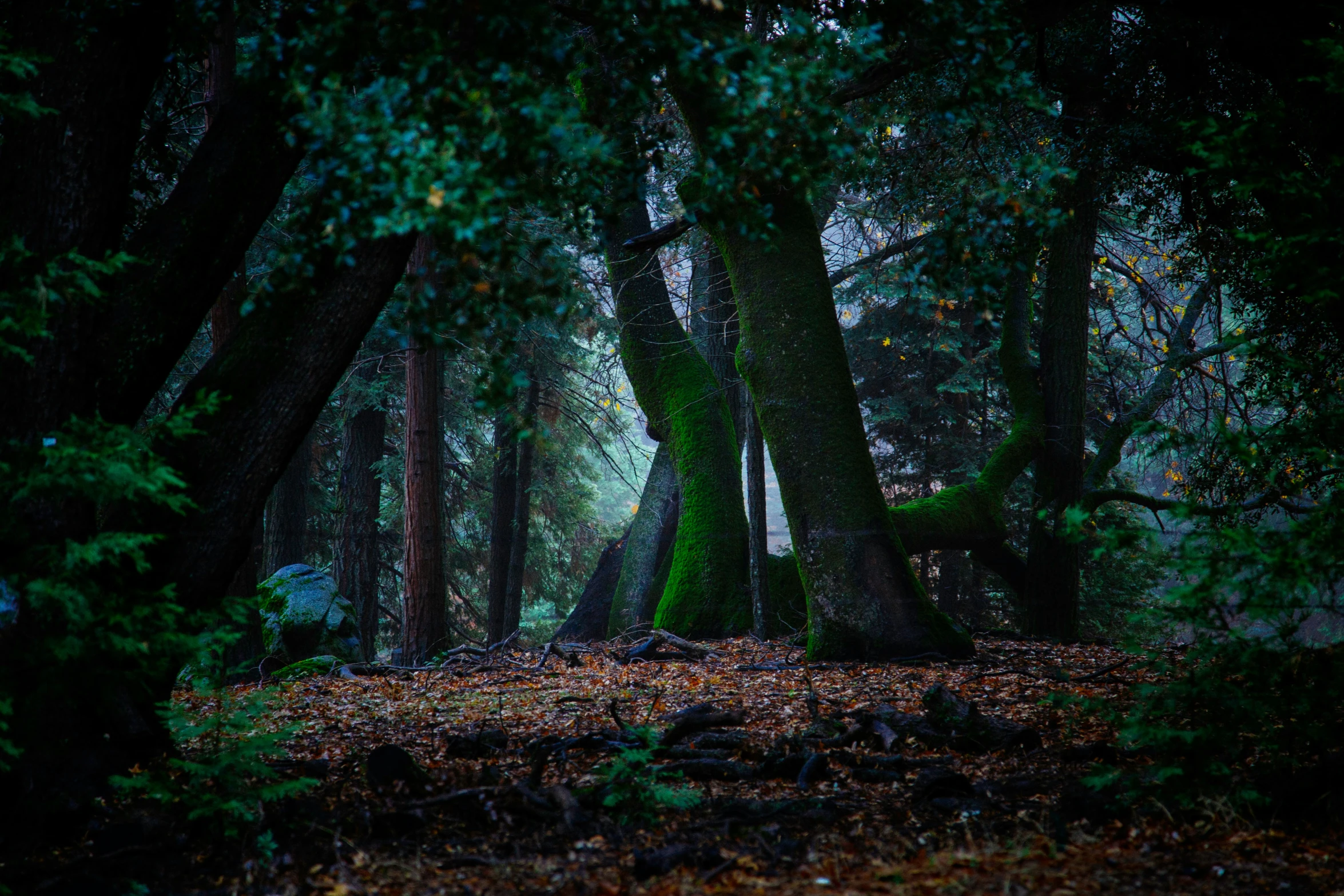 the trees are filled with green plants and yellow leaves