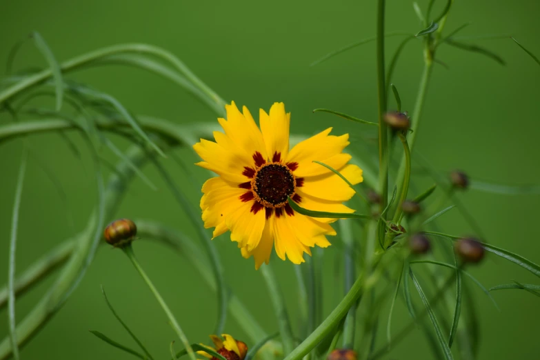 some flowers and green grass with yellow flowers