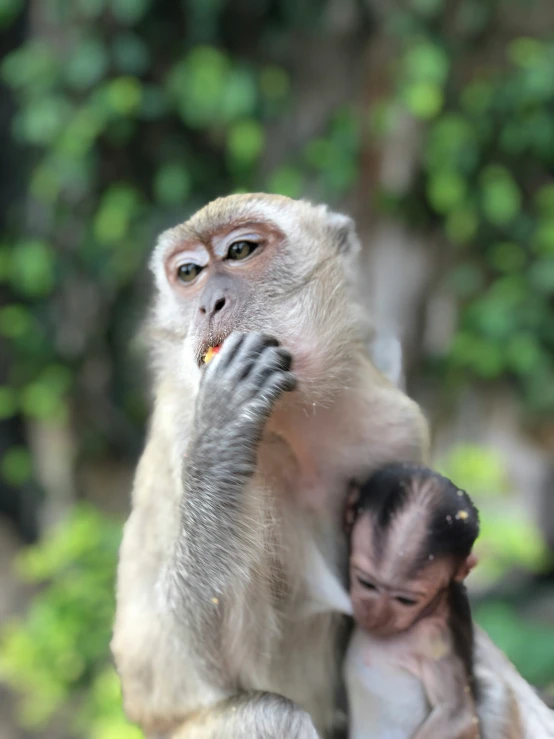 the monkey is standing on a small tree nch