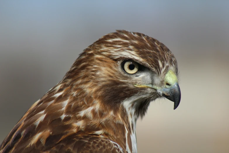 a brown and white bird with a yellow eye