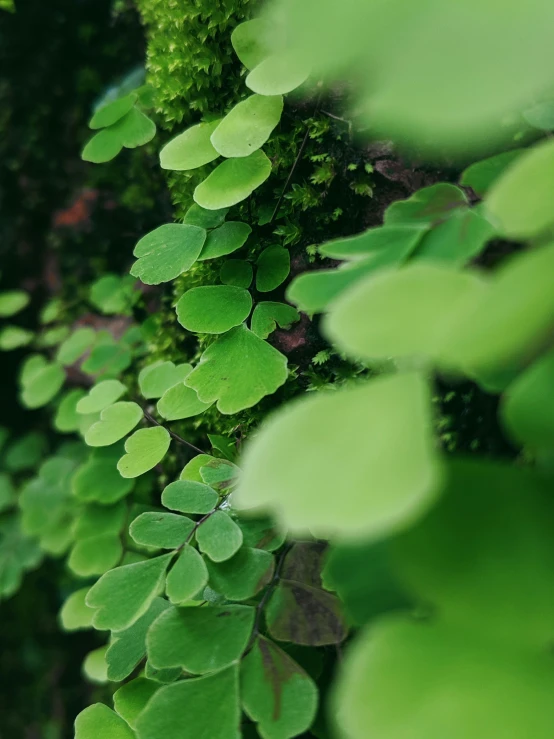 some very pretty green plants growing on the side of a wall