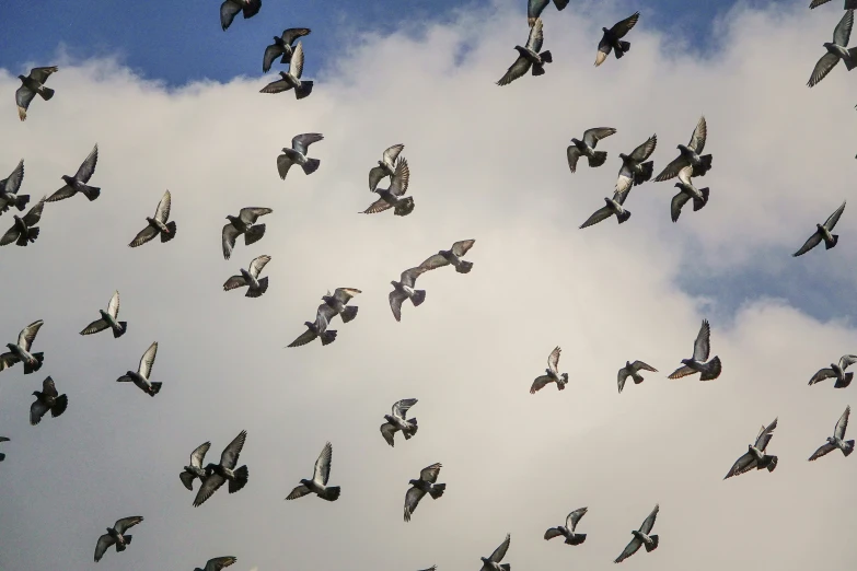 a large flock of birds flying in the sky