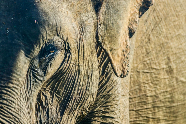 closeup image of an elephant's skin and trunk