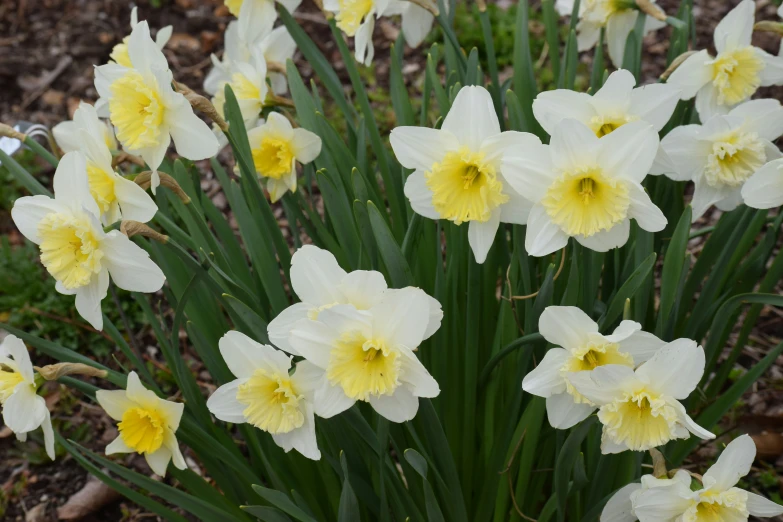 a large group of white and yellow flowers