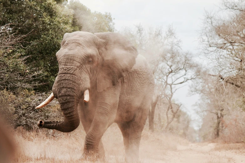 an elephant is walking through a grassy area